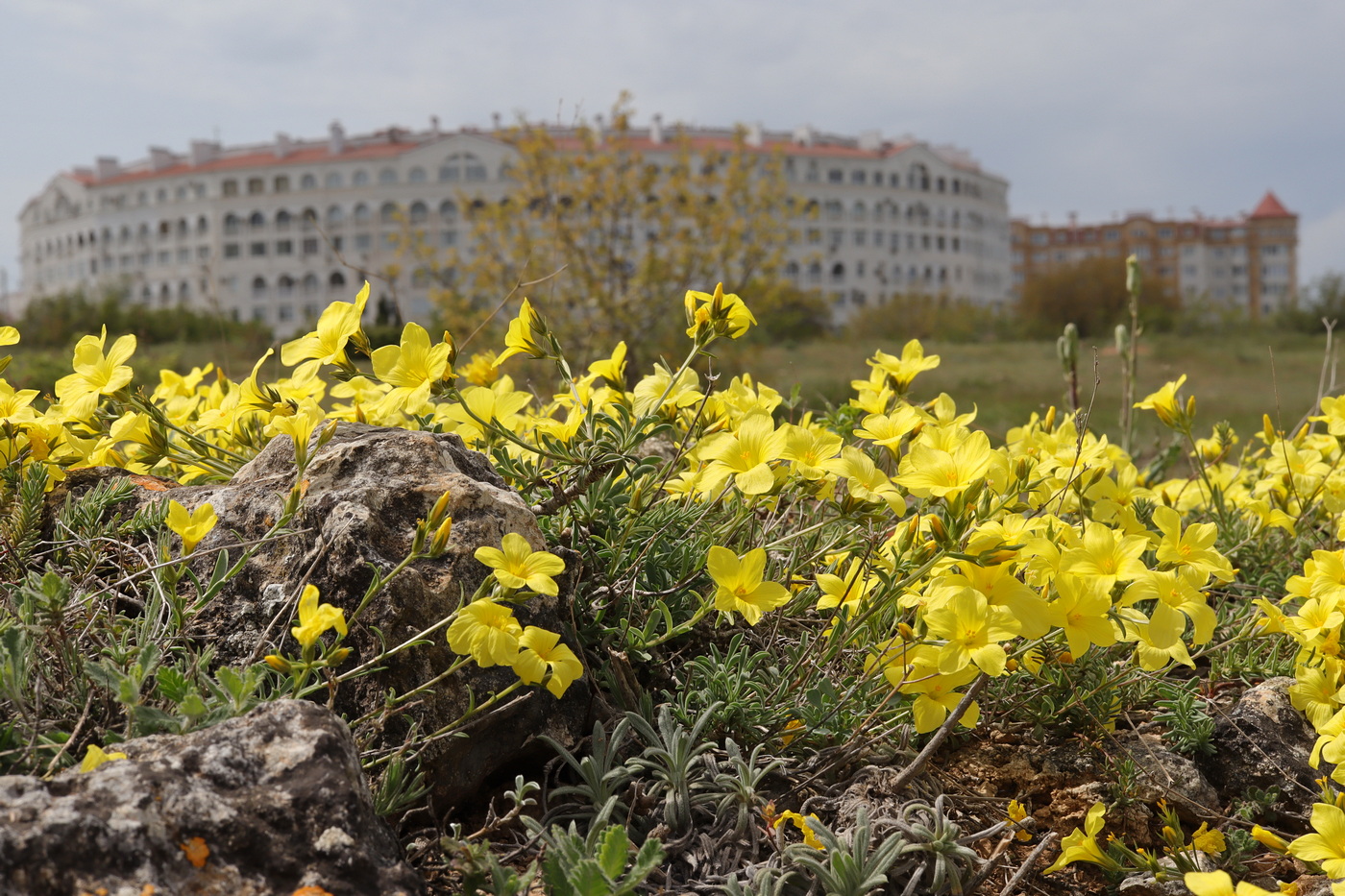 Изображение особи Linum tauricum.