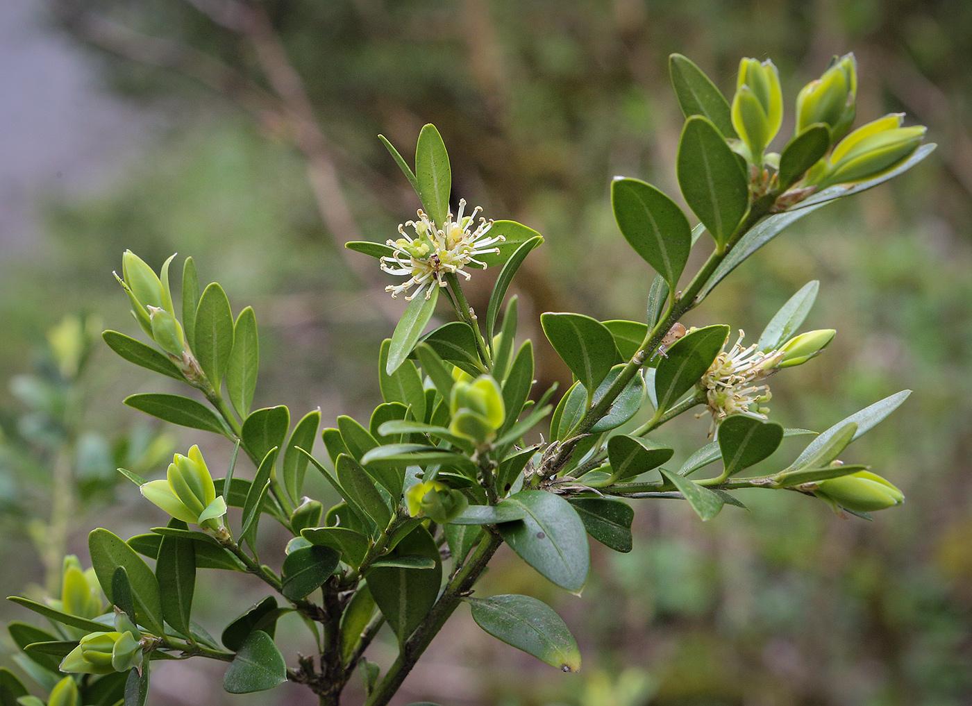 Image of Buxus colchica specimen.