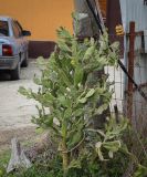 Смотреть изображение род Opuntia