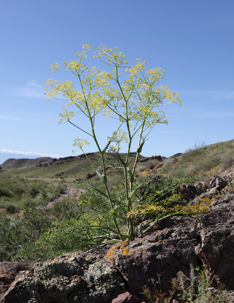 Изображение особи Ferula ovina.