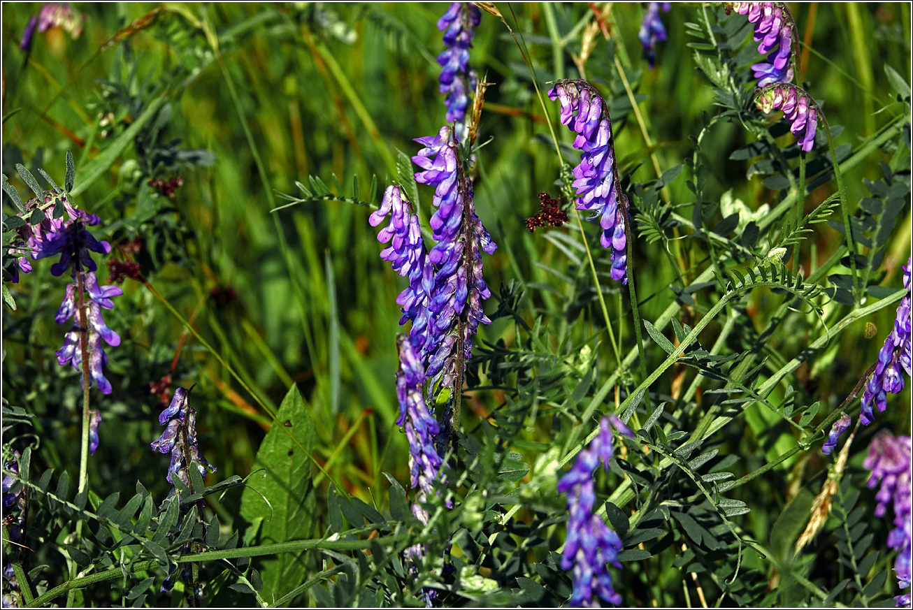 Image of Vicia cracca specimen.