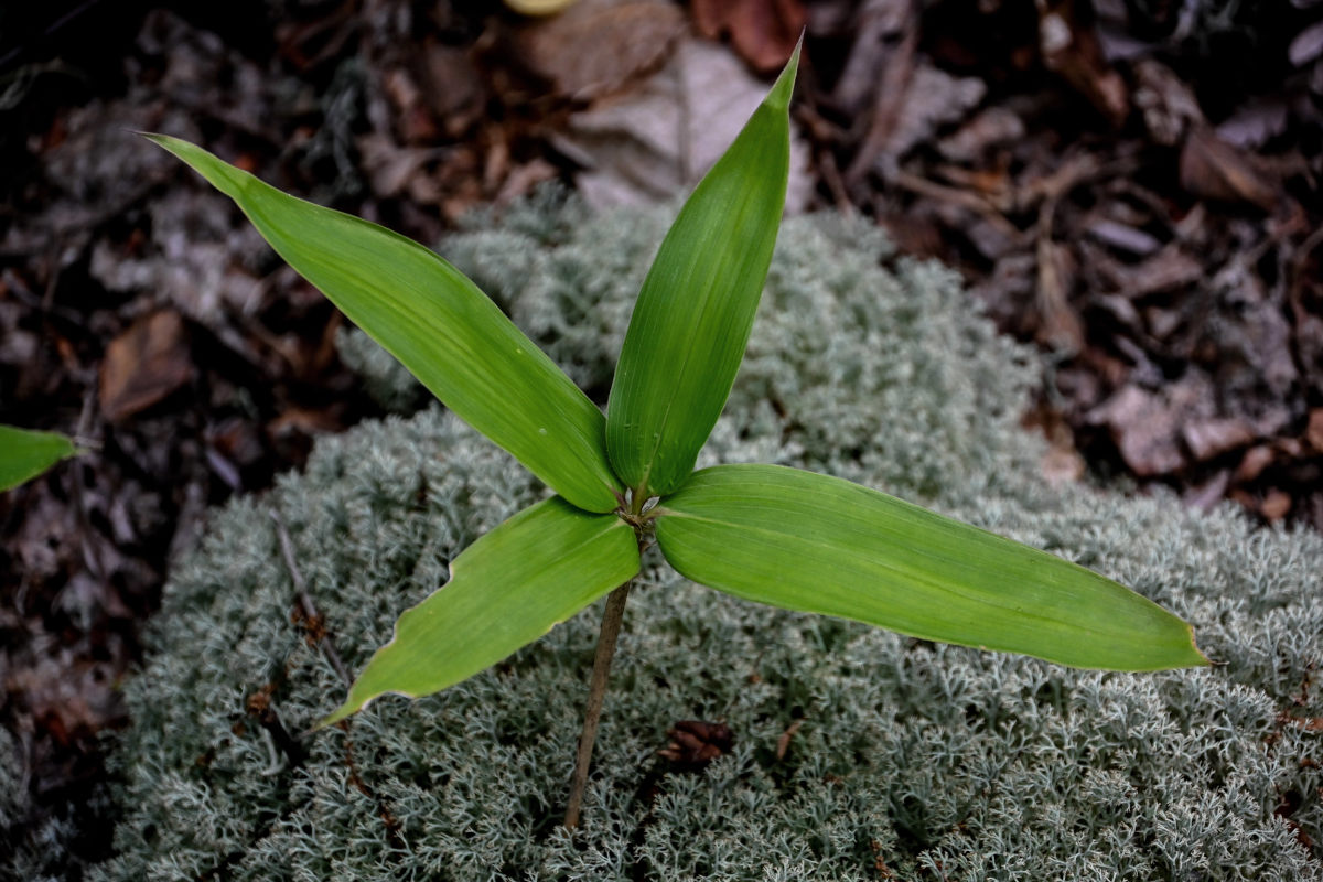 Image of genus Sasa specimen.