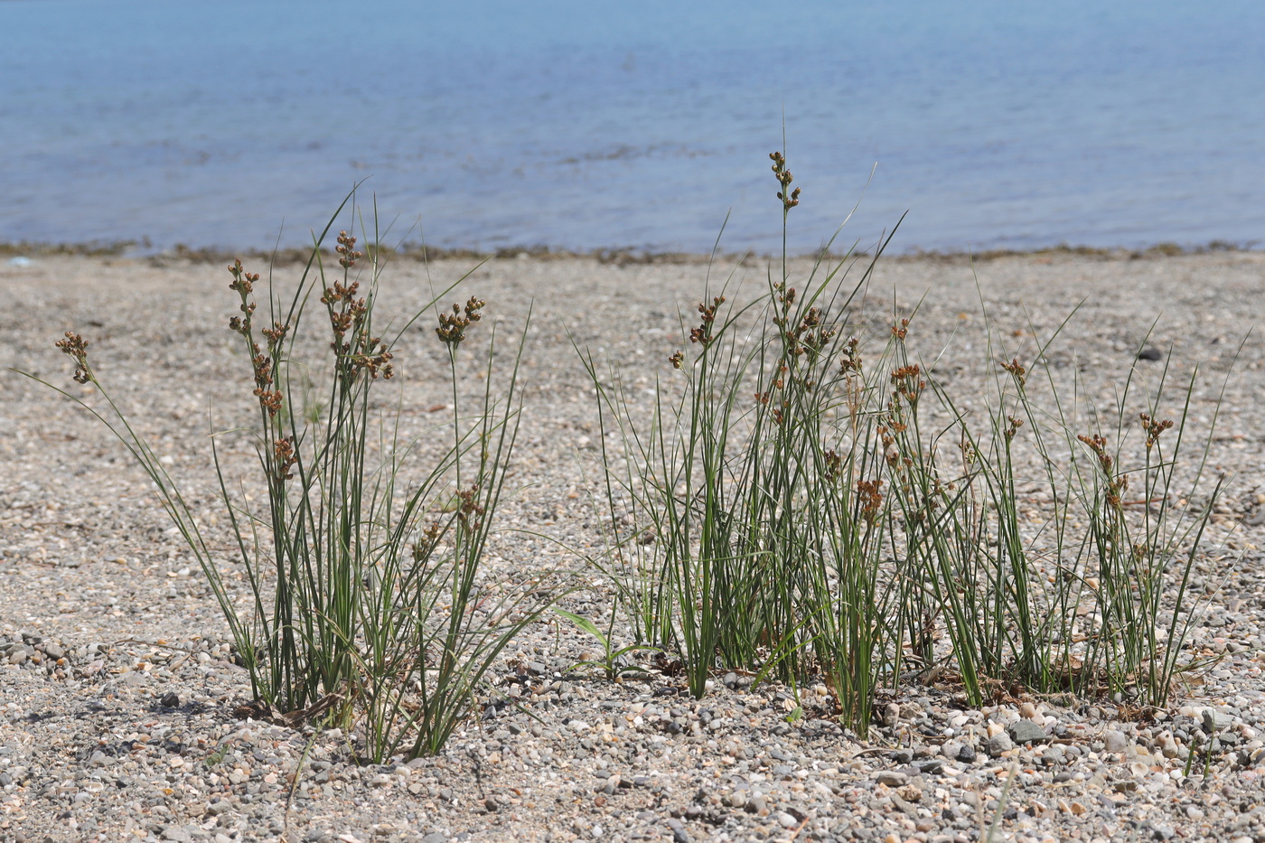 Image of Juncus gerardi specimen.