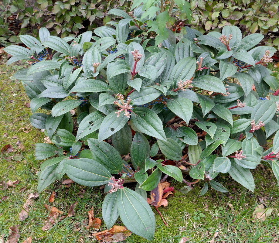 Image of Viburnum davidii specimen.