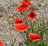 Papaver rhoeas. Цветки, бутоны и незрелые плоды. Краснодарский край, м/о Анапа, окр. пос. Куматырь, дол. р. Куматырь, средний пруд, низкий каменистый правый берег. 18.06.2021.