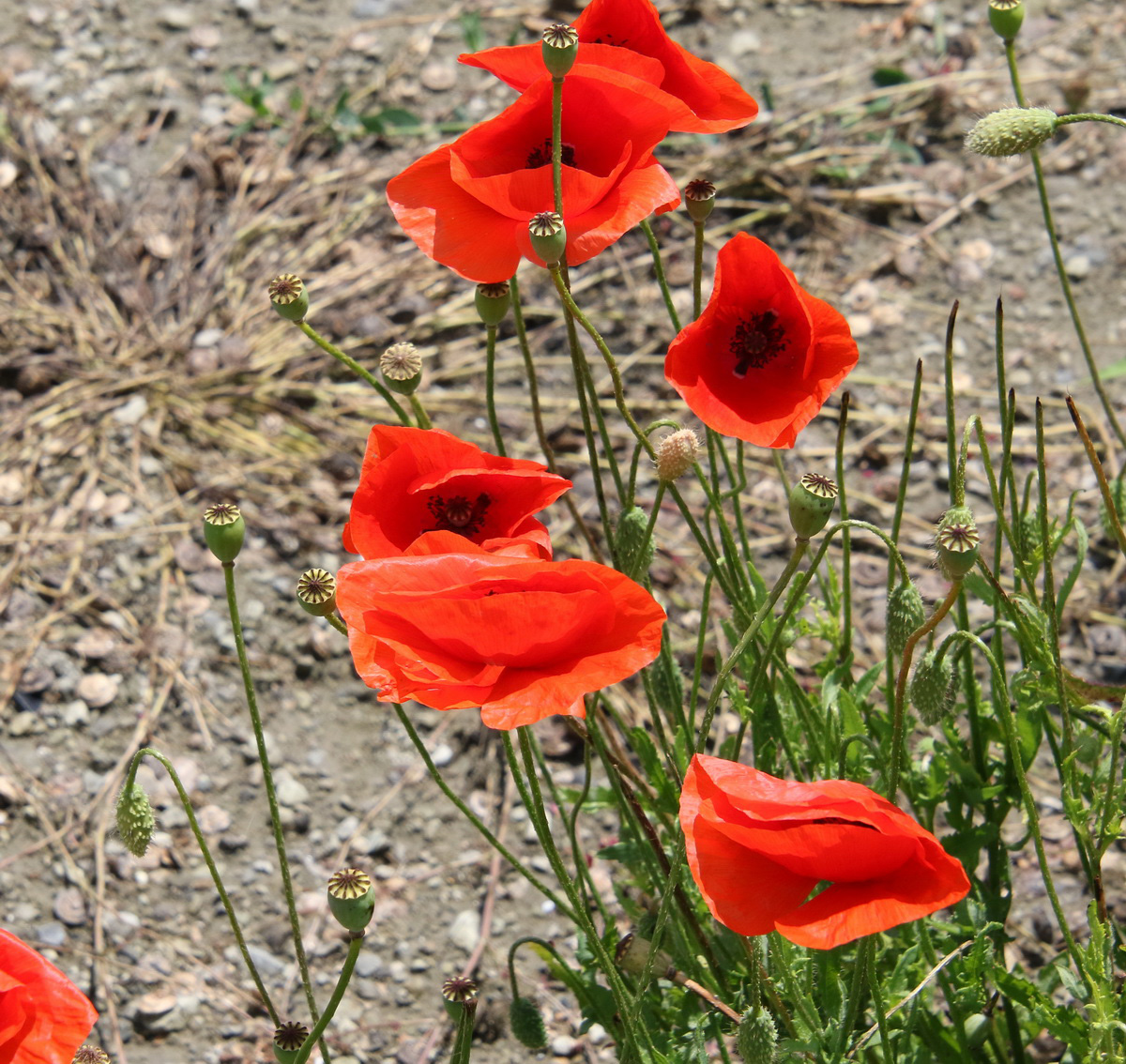 Изображение особи Papaver rhoeas.