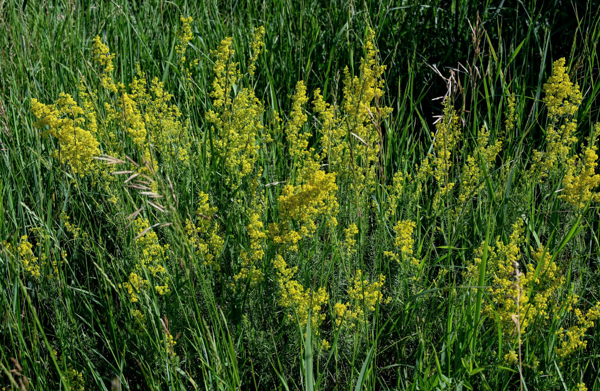 Изображение особи Galium verum.