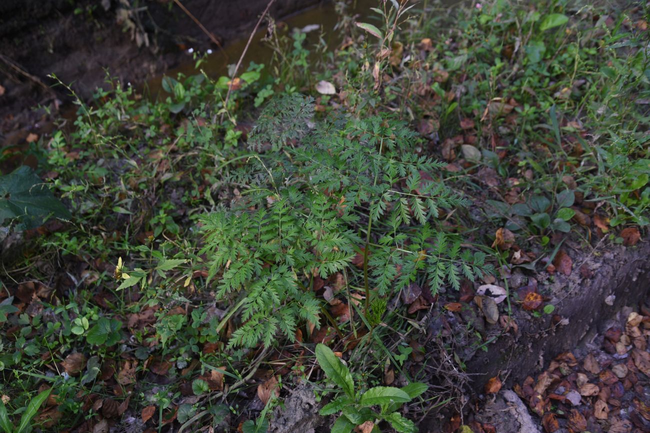 Image of Anthriscus sylvestris specimen.