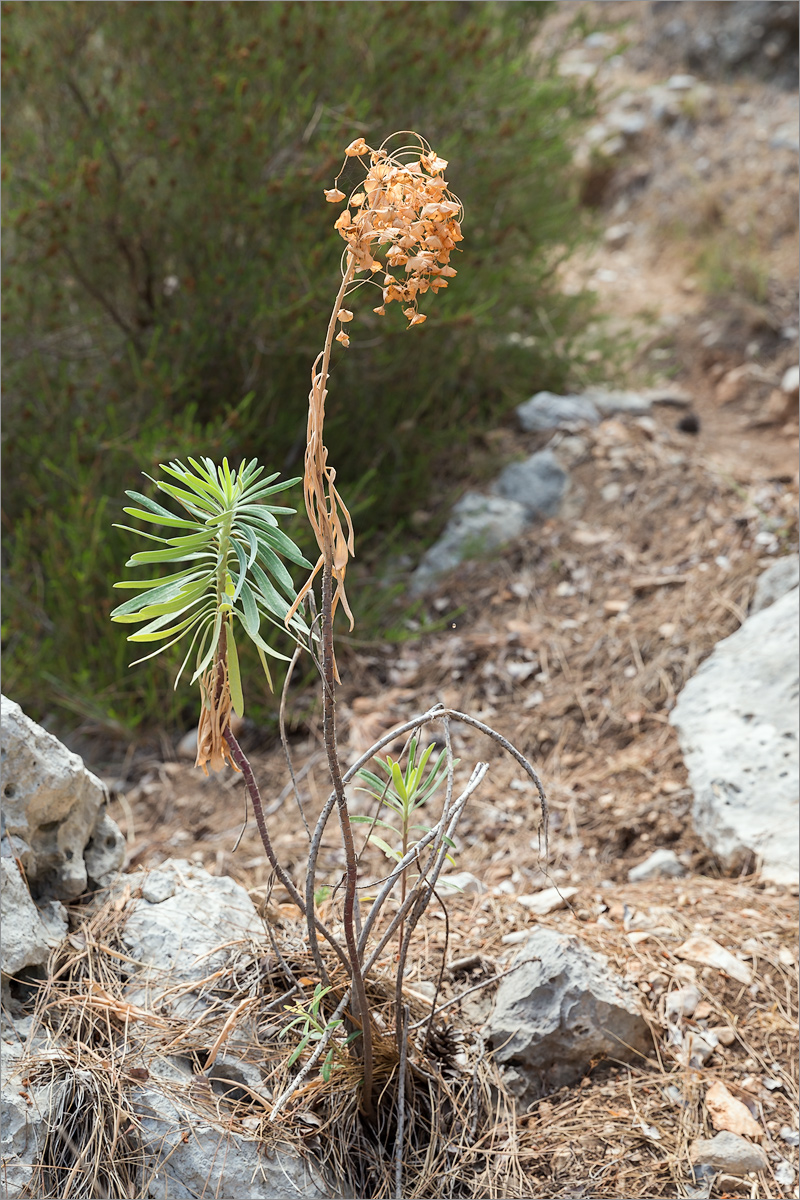 Image of genus Euphorbia specimen.