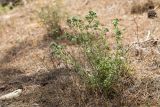 Teucrium capitatum