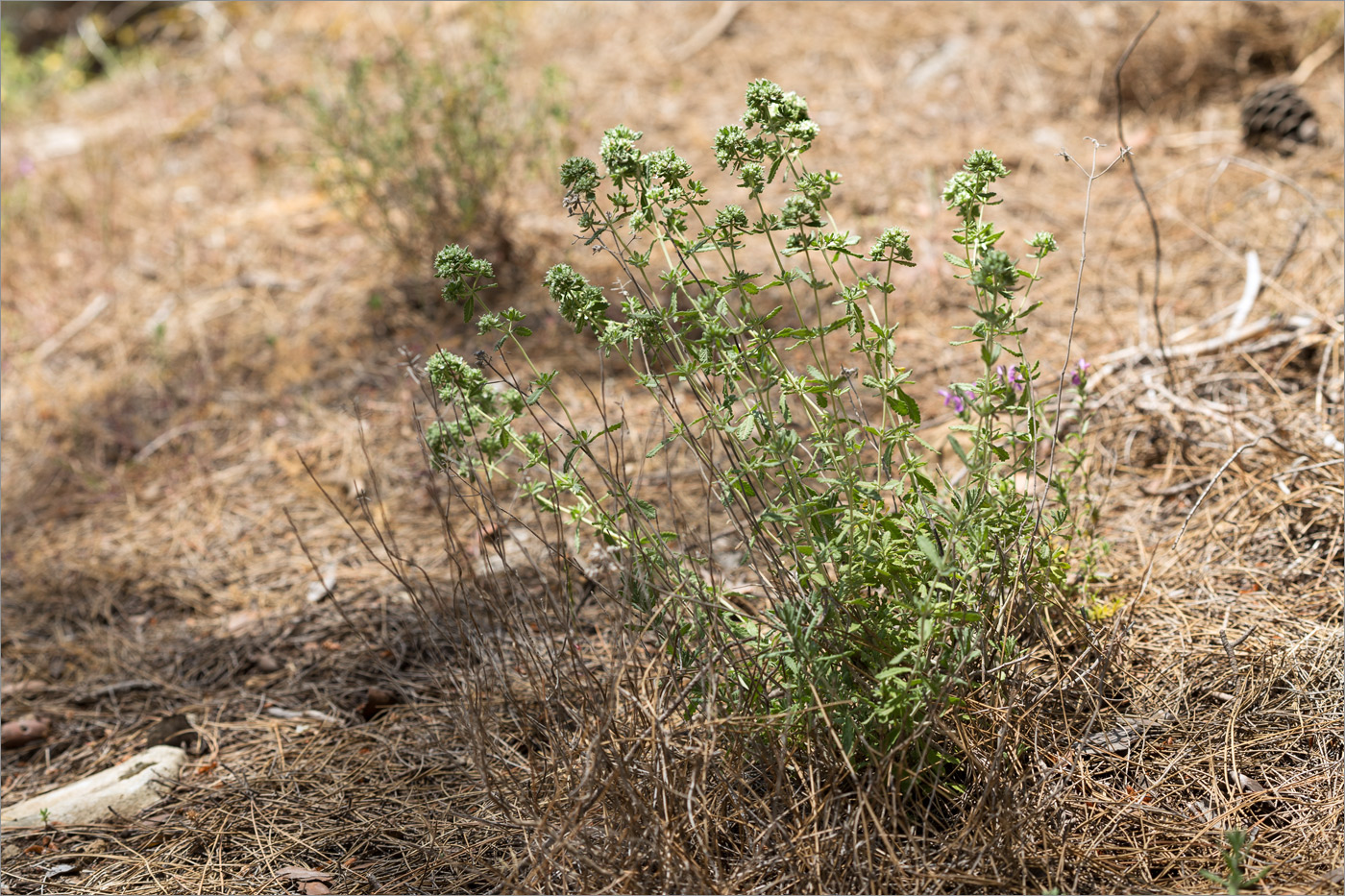 Image of Teucrium capitatum specimen.