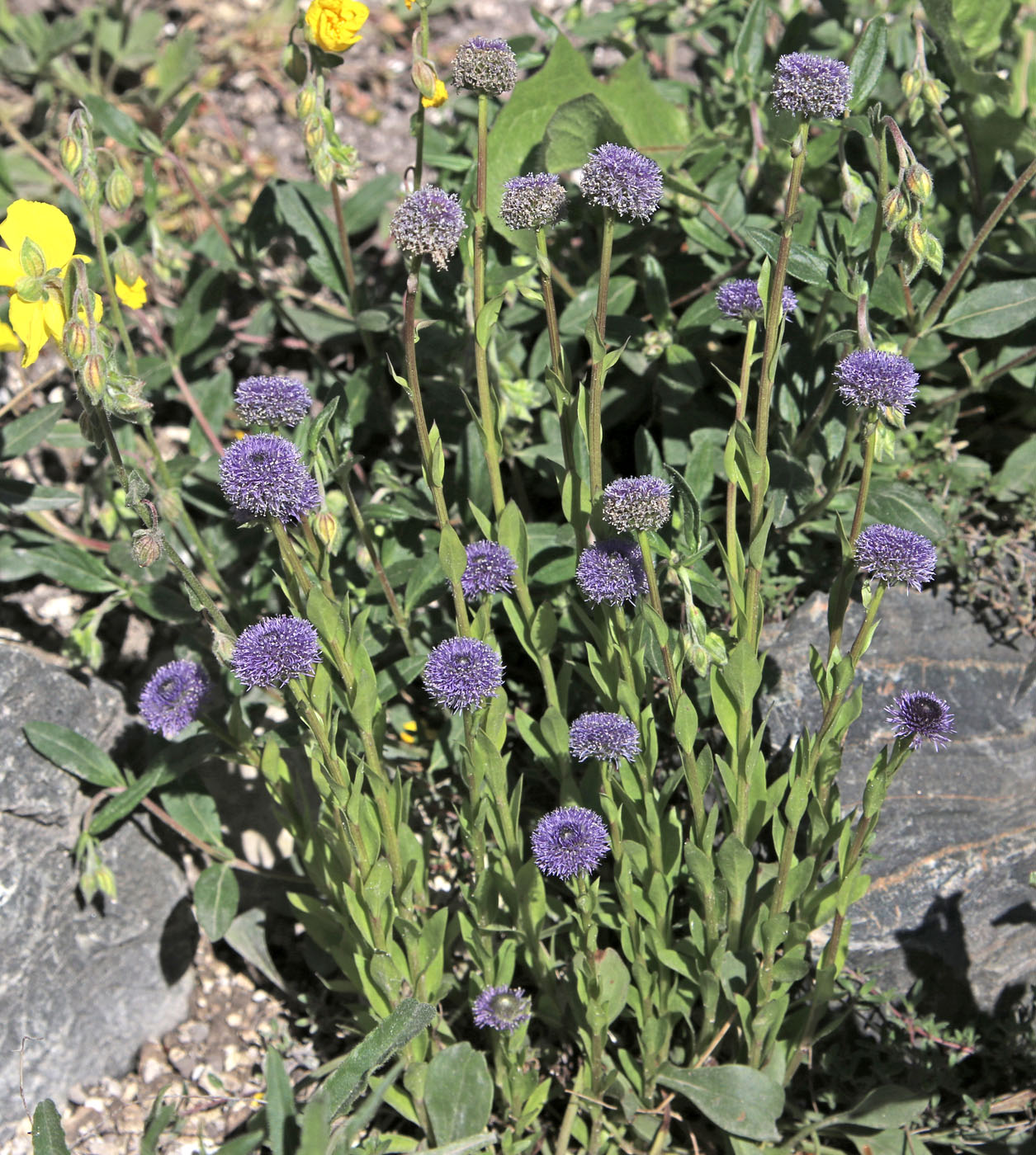 Изображение особи Globularia bisnagarica.