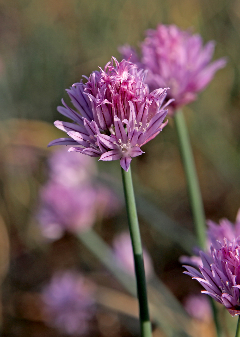 Image of Allium schoenoprasum specimen.