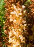 Orobanche grossheimii