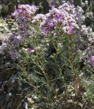 Limonium macrorhizon