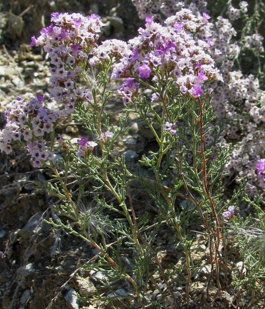 Image of Limonium macrorhizon specimen.