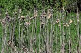 Typha latifolia. Верхушки сухих прошлогодних побегов с распадающимися соплодиями. Брянская обл., г. Брянск, долина р. Десна, берег реки, у воды. 02.05.2024.