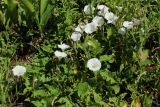 Convolvulus arvensis