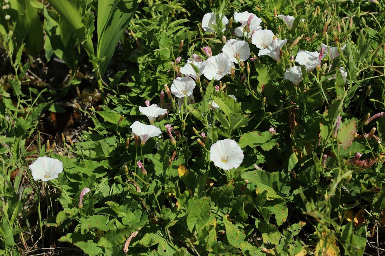 Изображение особи Convolvulus arvensis.