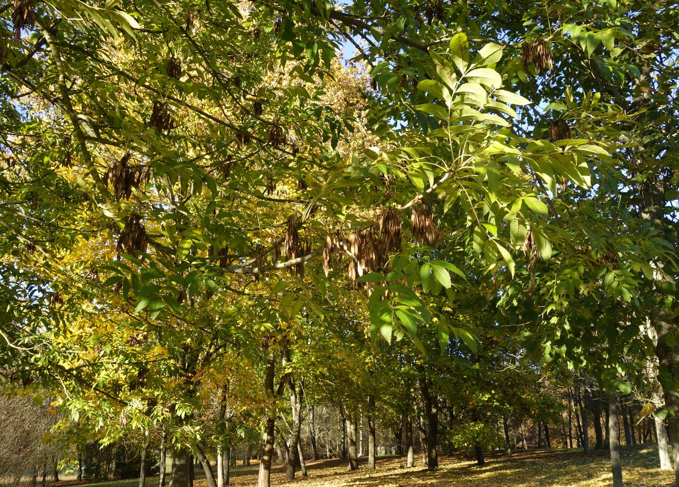 Изображение особи Fraxinus excelsior.