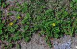 Potentilla anserina. Цветущие растения. Вологодская обл., Кирилловский р-н, г. Кириллов, берег оз. Сиверское, каменисто-песчаный пляж. 12.07.2024.