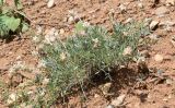 Astragalus pseudonobilis