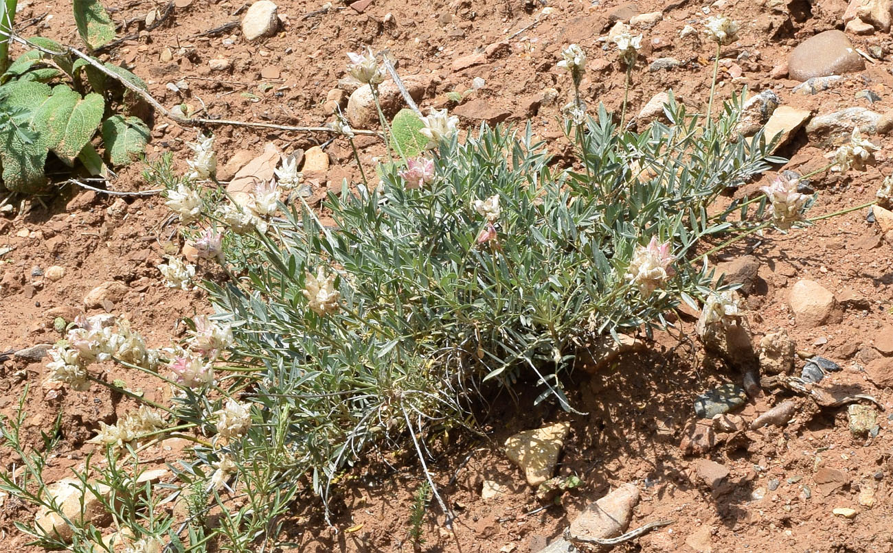 Изображение особи Astragalus pseudonobilis.