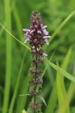 Stachys palustris. Соцветие с цветками, бутонами и плодами. Беларусь, Витебская обл., пос. Езерище, берег р. Оболь у плотины, прибрежные заросли. 17.07.2024.