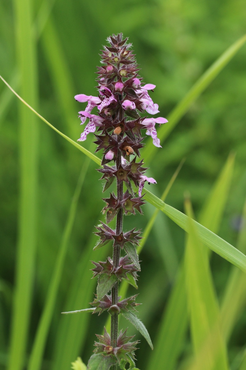 Изображение особи Stachys palustris.