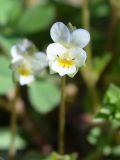 Viola occulta