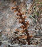 род Orobanche