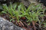 Смотреть изображение Aster alpinus