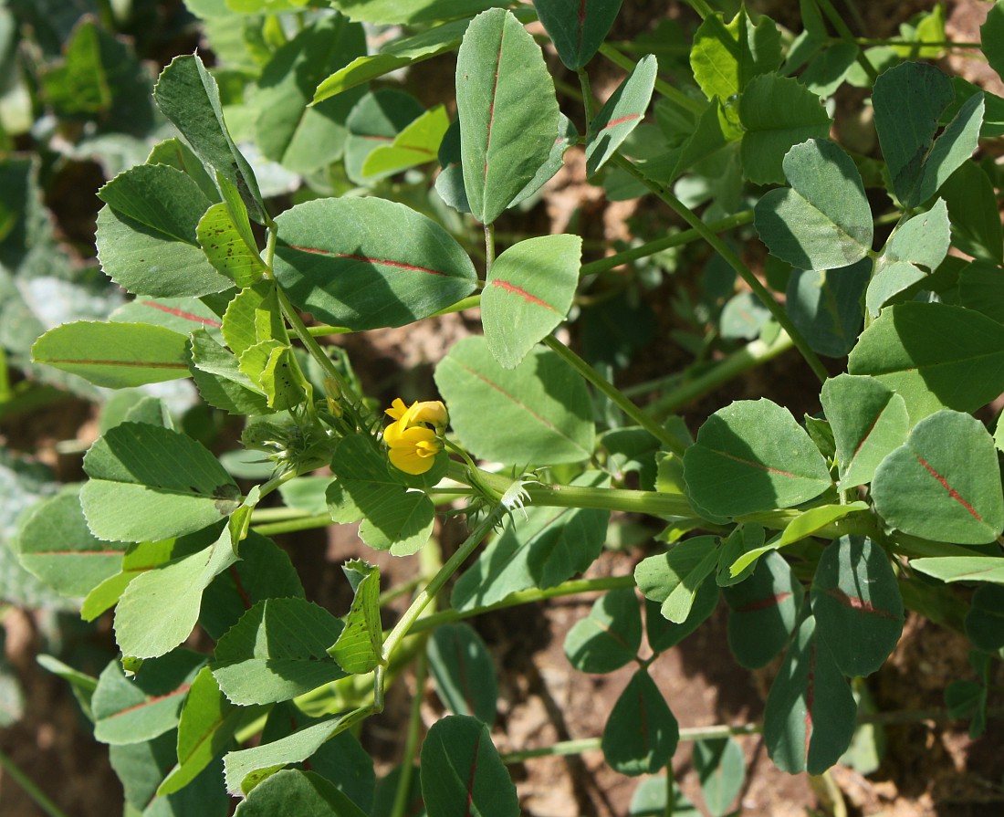 Image of Medicago polymorpha specimen.