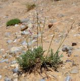 View full-size image Astragalus intarrensis