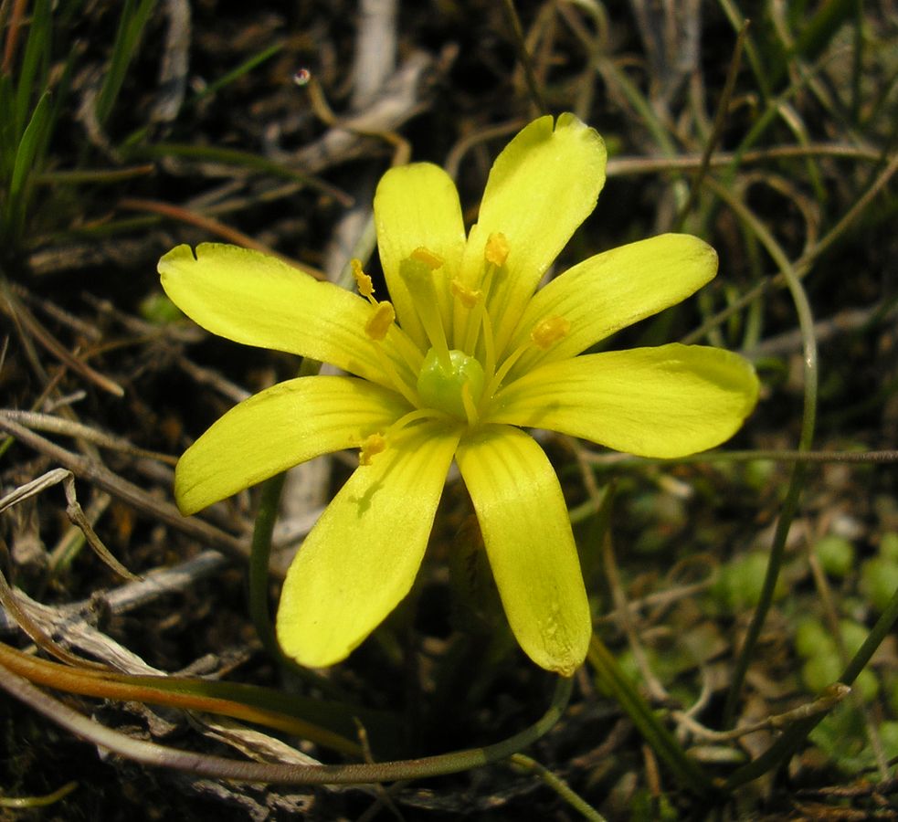 Image of genus Gagea specimen.