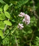 View full-size image genus Valeriana