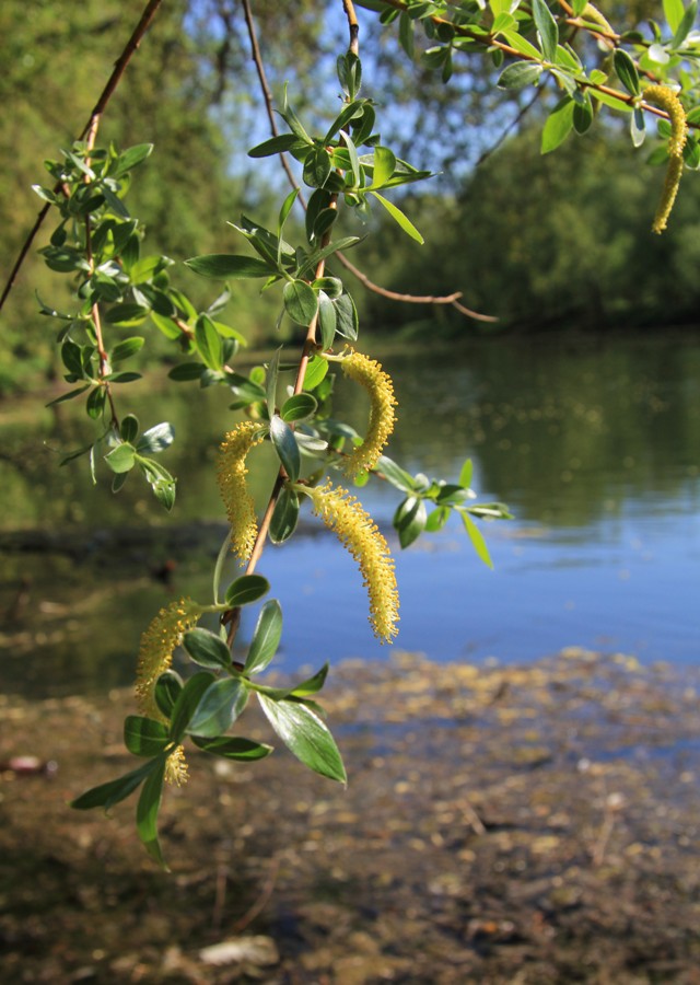 Image of Salix euxina specimen.