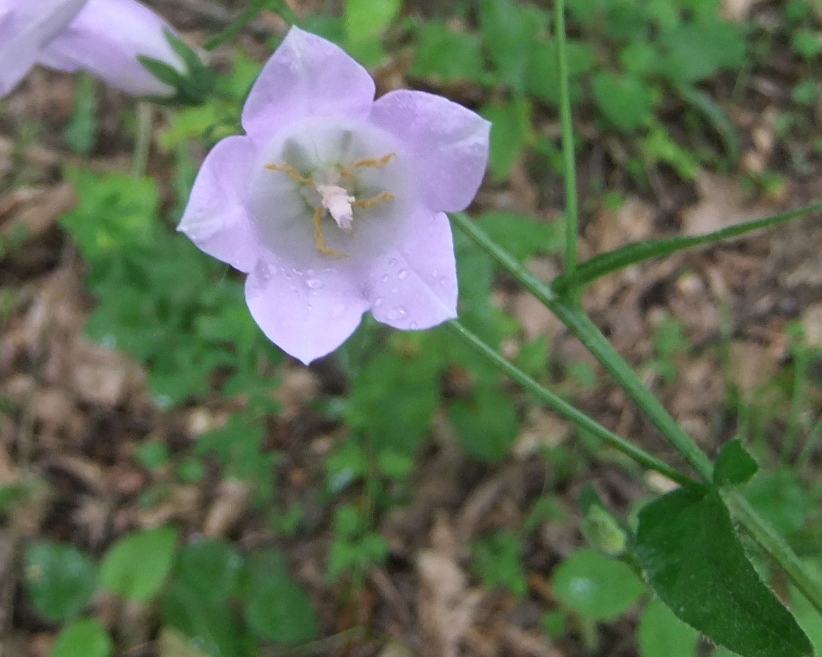 Изображение особи Campanula praealta.