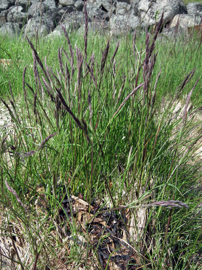 Image of genus Festuca specimen.