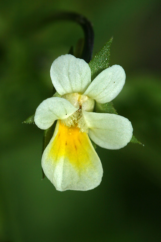 Image of Viola arvensis specimen.