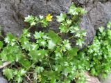 Saxifraga cymbalaria. Цветущее растение в месте выхода воды. Абхазия, окр. оз. Рица, \"Молочные водопады\". 18 июля 2008 г.
