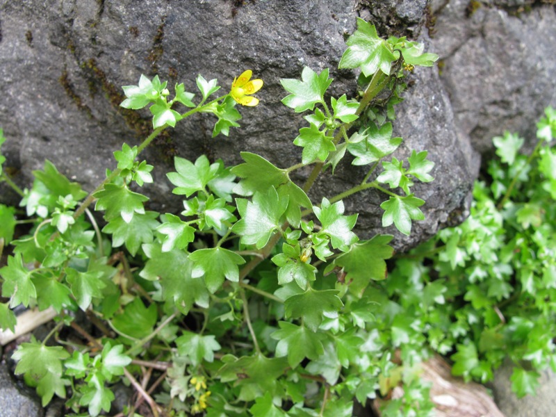 Image of Saxifraga cymbalaria specimen.