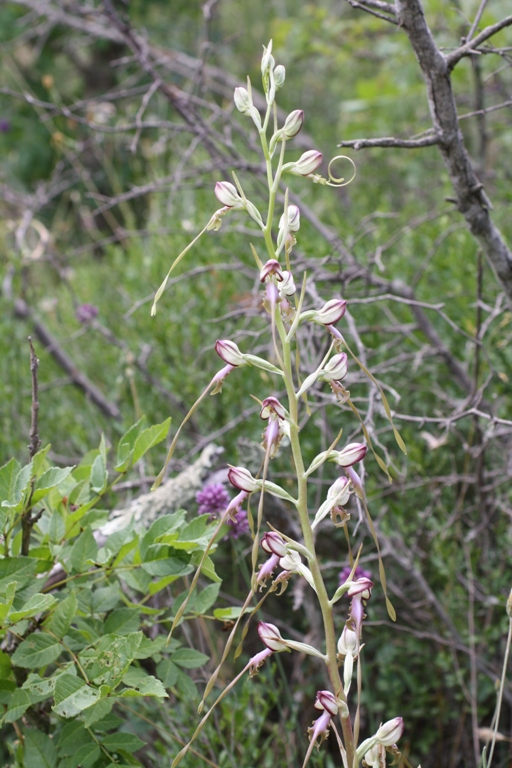 Image of Himantoglossum caprinum specimen.