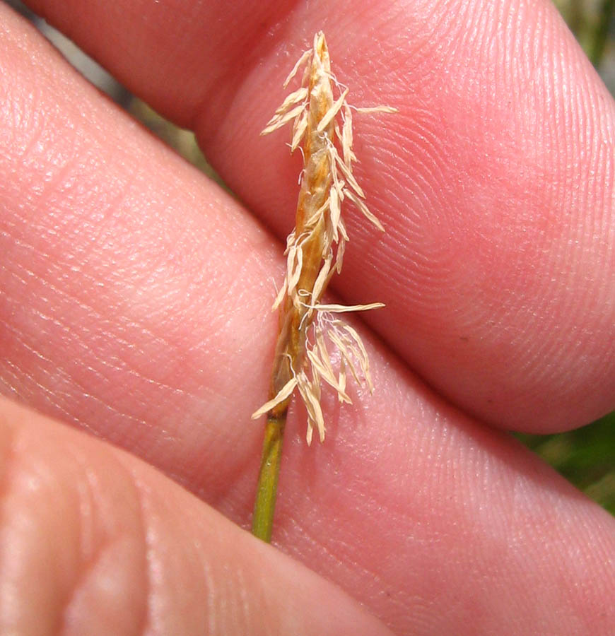 Изображение особи Carex parallela.