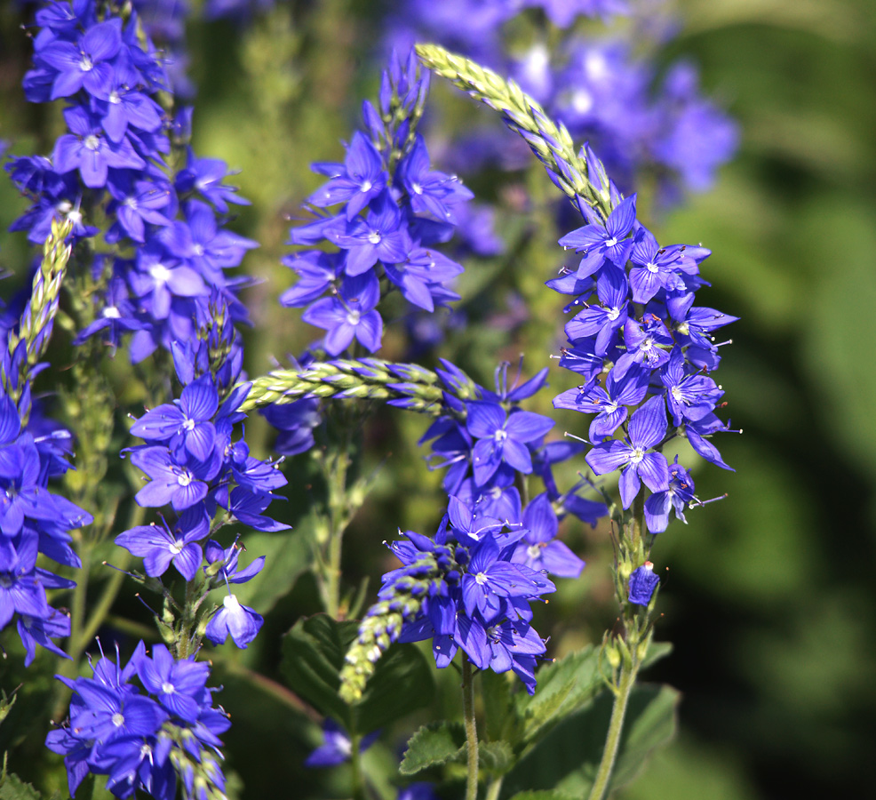 Изображение особи Veronica teucrium.