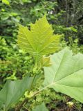 Platanus orientalis. Листья. Владивосток, ботанический сад-институт ДВО РАН. 6 августа 2011 г.