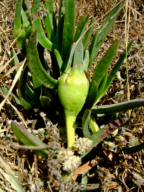 Image of genus Carpobrotus specimen.