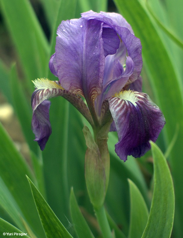 Image of Iris lutescens specimen.