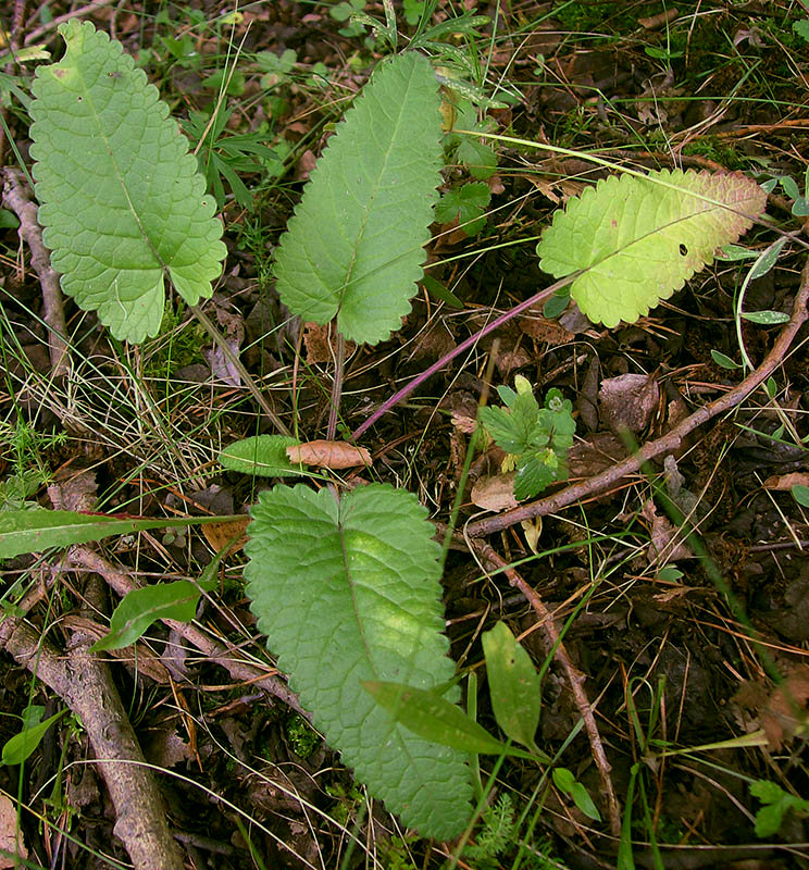 Image of Betonica officinalis specimen.