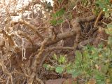 Capparis cartilaginea. Ствол и ветви взрослого растения. Израиль, Эйлатские горы, подножие гранитной гряды. Ноябрь.